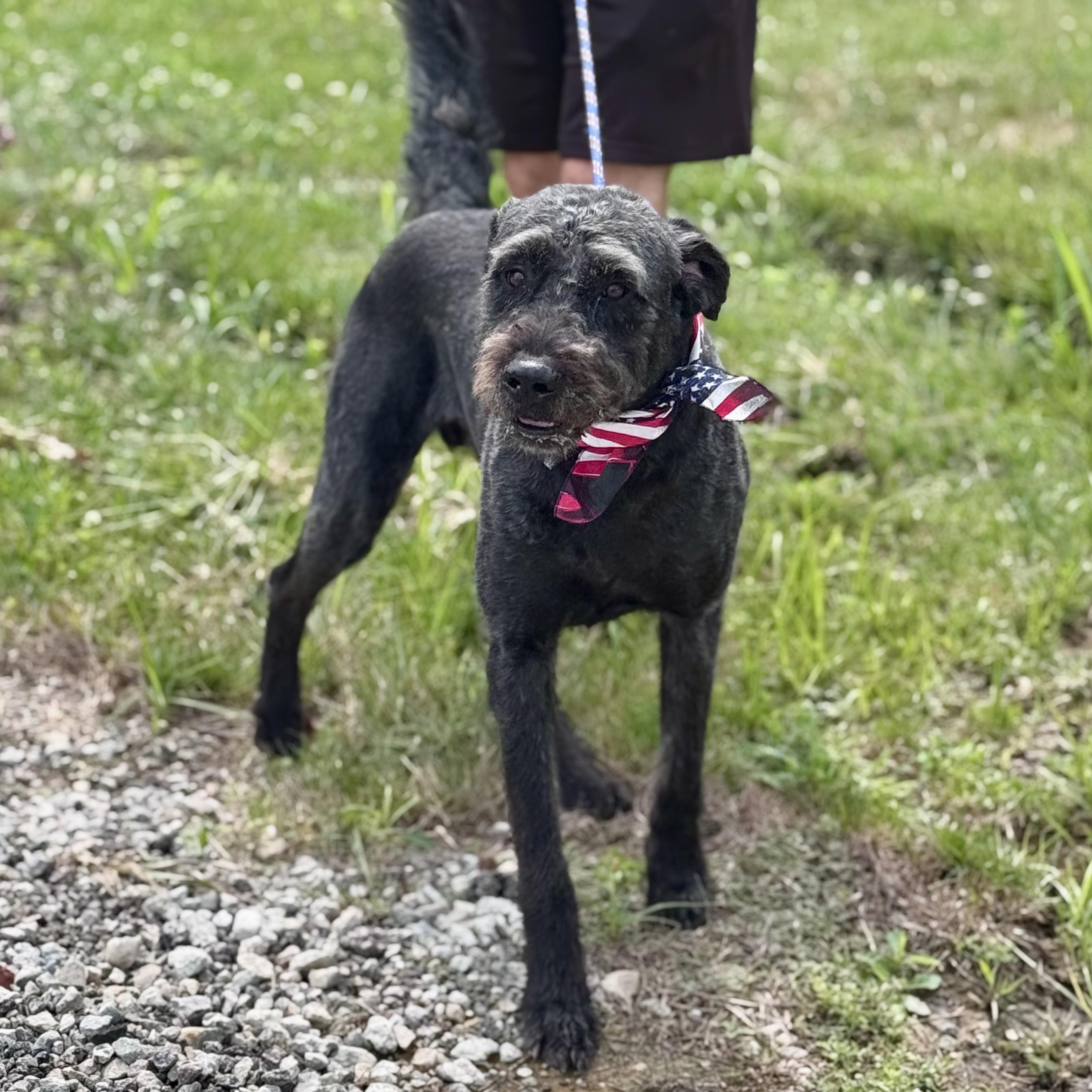 CANNON, a ADOPTABLE mixed breed in Wilmington, OH image 3/5