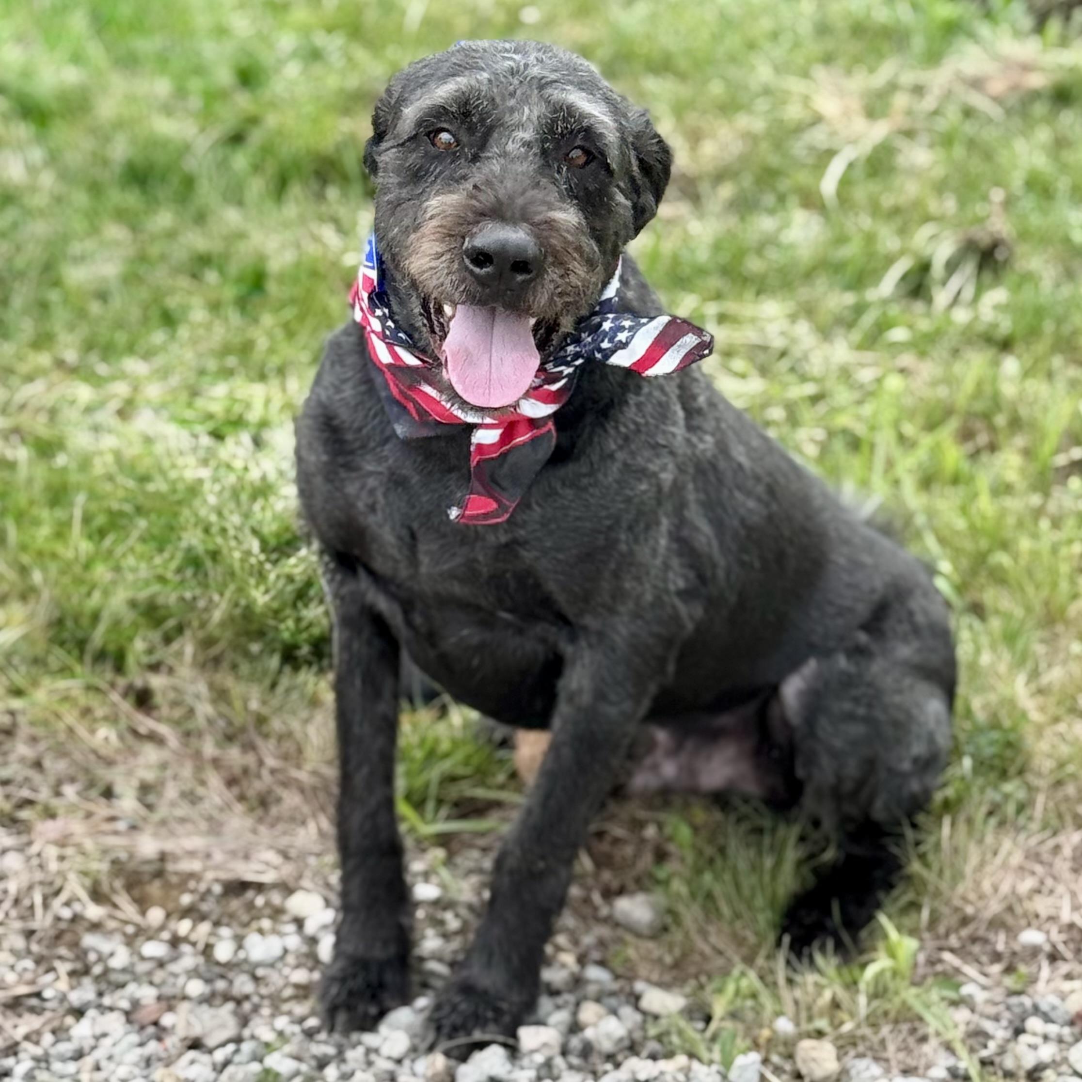 CANNON, a ADOPTABLE mixed breed in Wilmington, OH image 1/5
