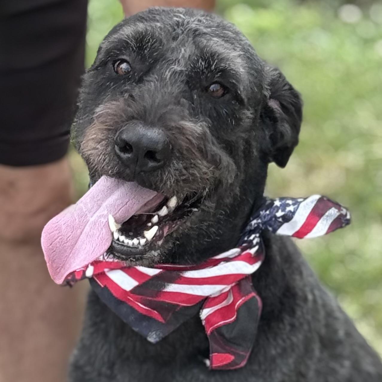 CANNON, a ADOPTABLE mixed breed in Wilmington, OH image 2/5