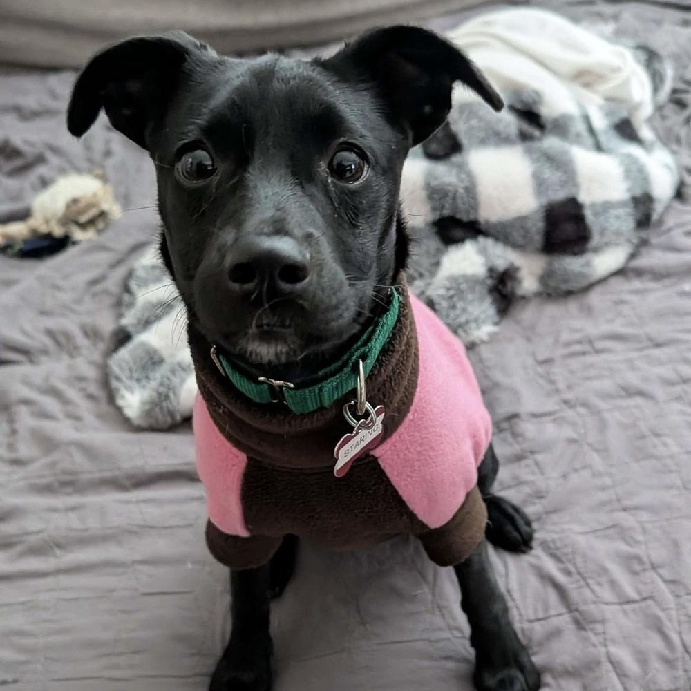 Starling Songbird, Adoptable, Puppy Female Mountain Cur.