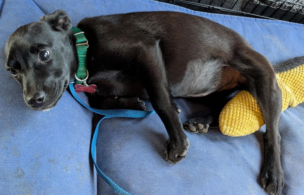 Enlarge Starling Songbird, a Adoptable mixed breed in Boston, MA image 2/6