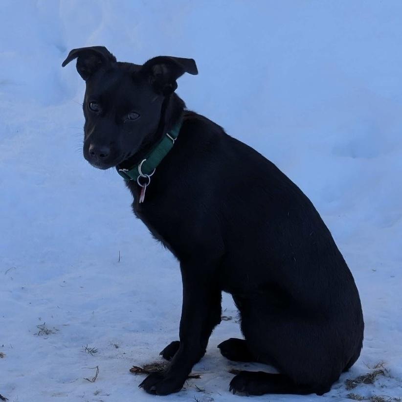 Enlarge Starling Songbird, a Adoptable mixed breed in Boston, MA image 5/6