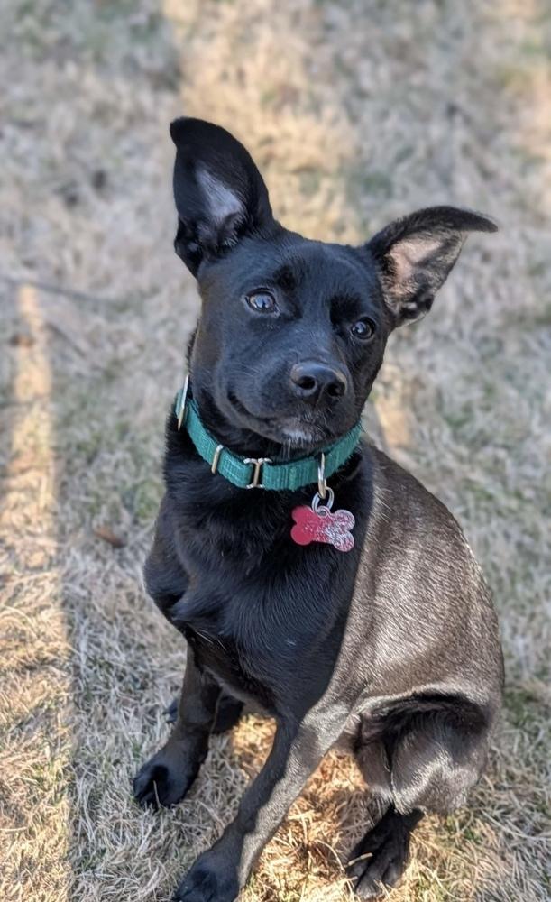 Enlarge Starling Songbird, a Adoptable mixed breed in Boston, MA image 6/6