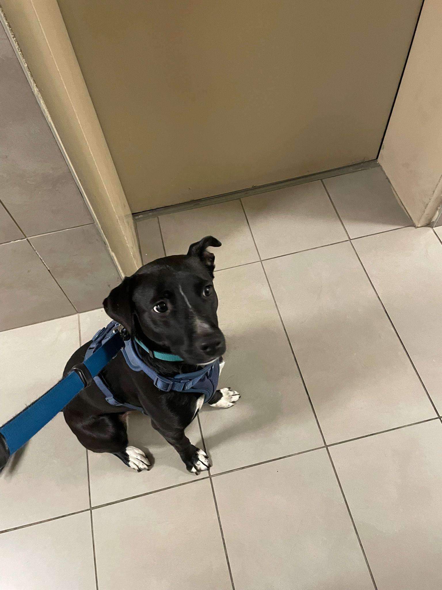 Polly, a Adoptable mixed breed in Owen Sound, ON image 2/4