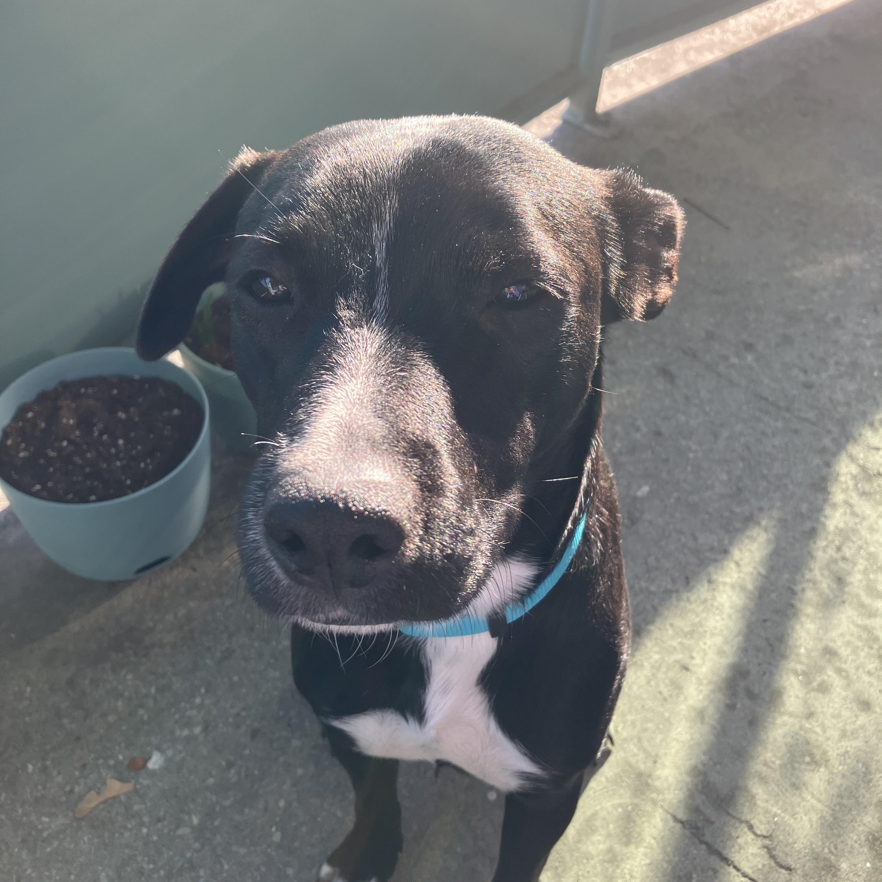 Polly, a Adoptable mixed breed in Owen Sound, ON image 4/4