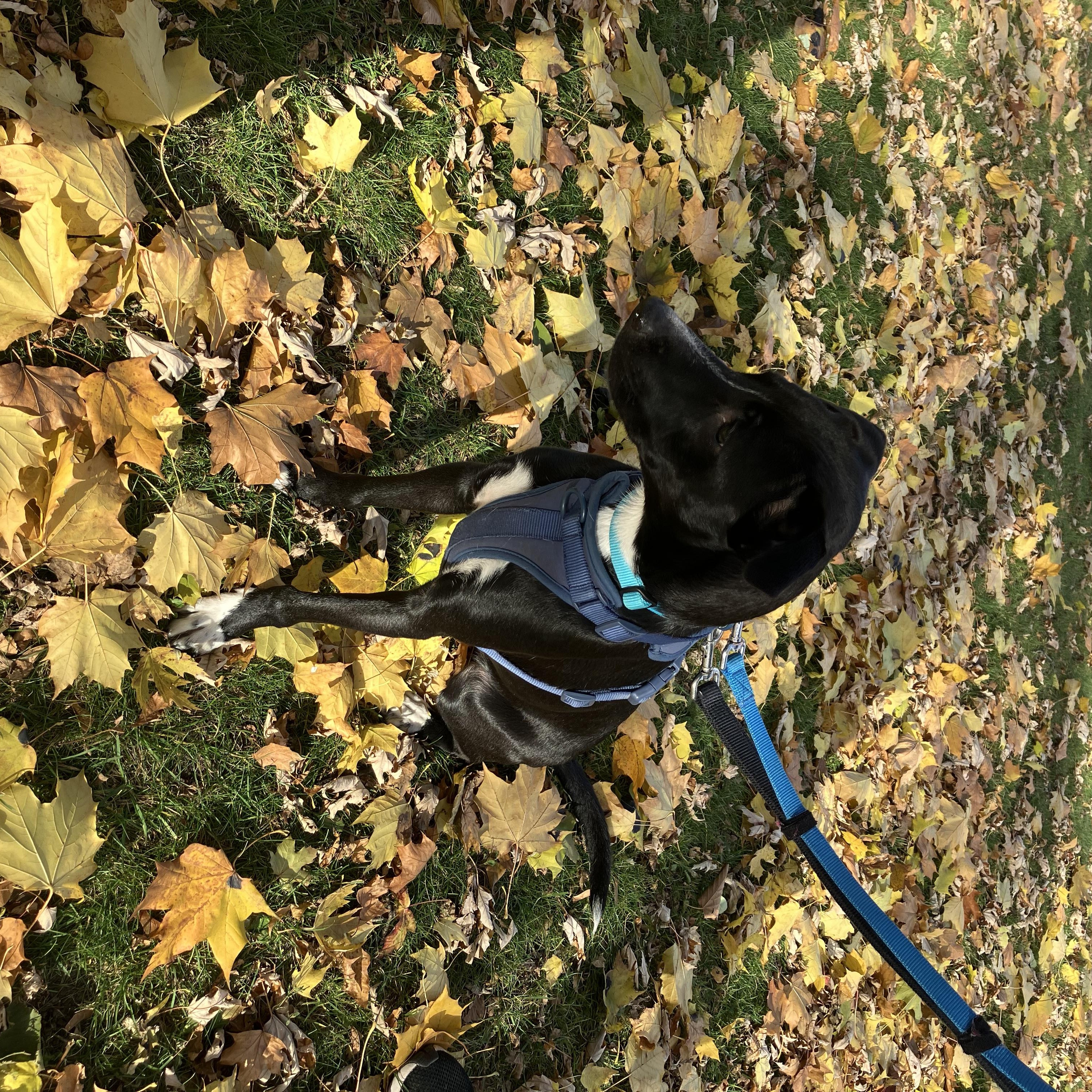 Polly, a Adoptable mixed breed in Owen Sound, ON image 3/4