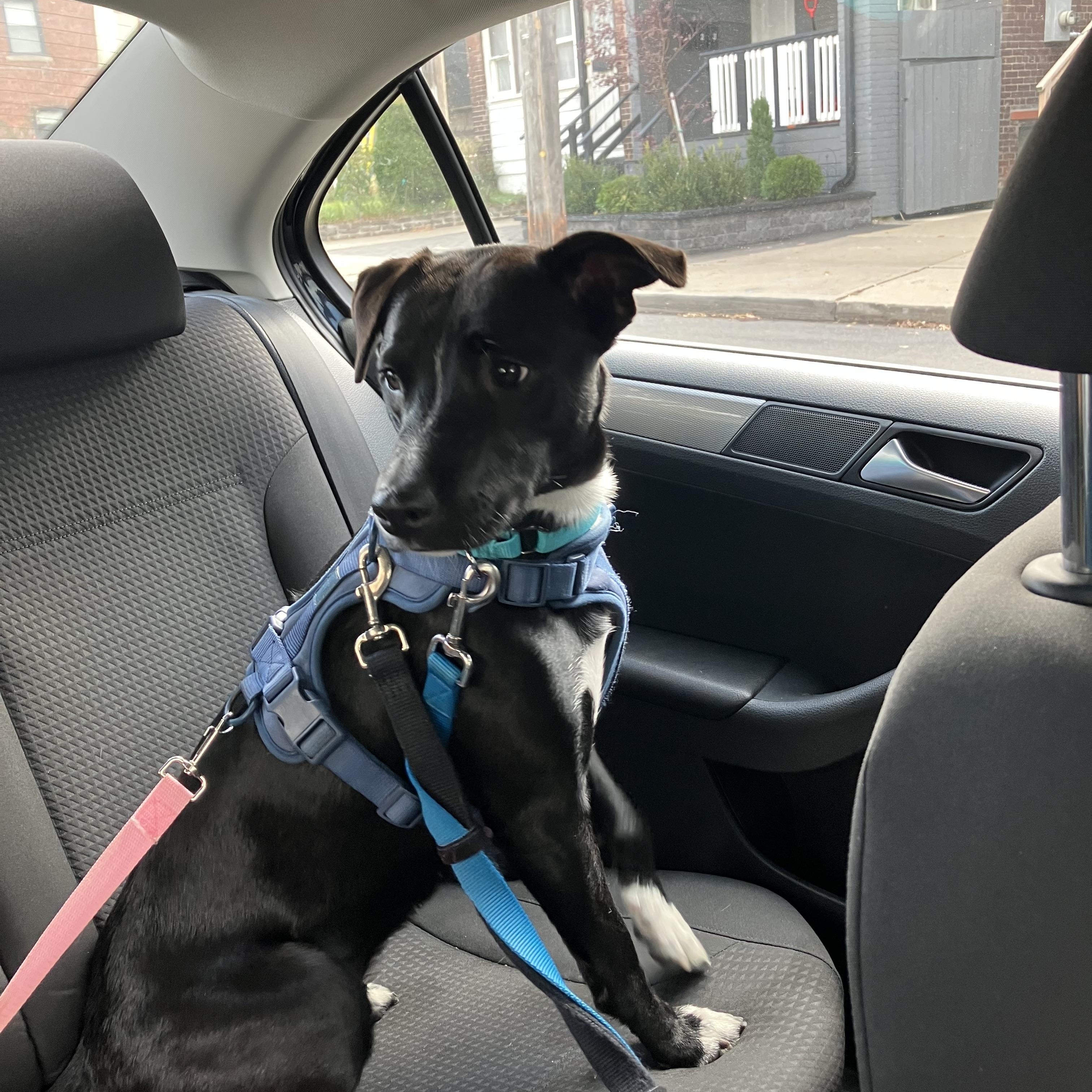 Polly, Adoptable, Adult Female Black Labrador Retriever.