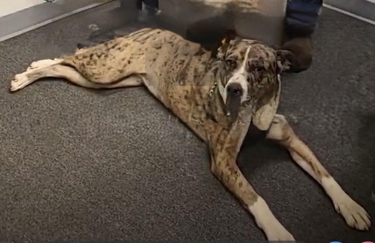 Cookie 2, Adoptable, Young Female Pit Bull Terrier & Mastiff.