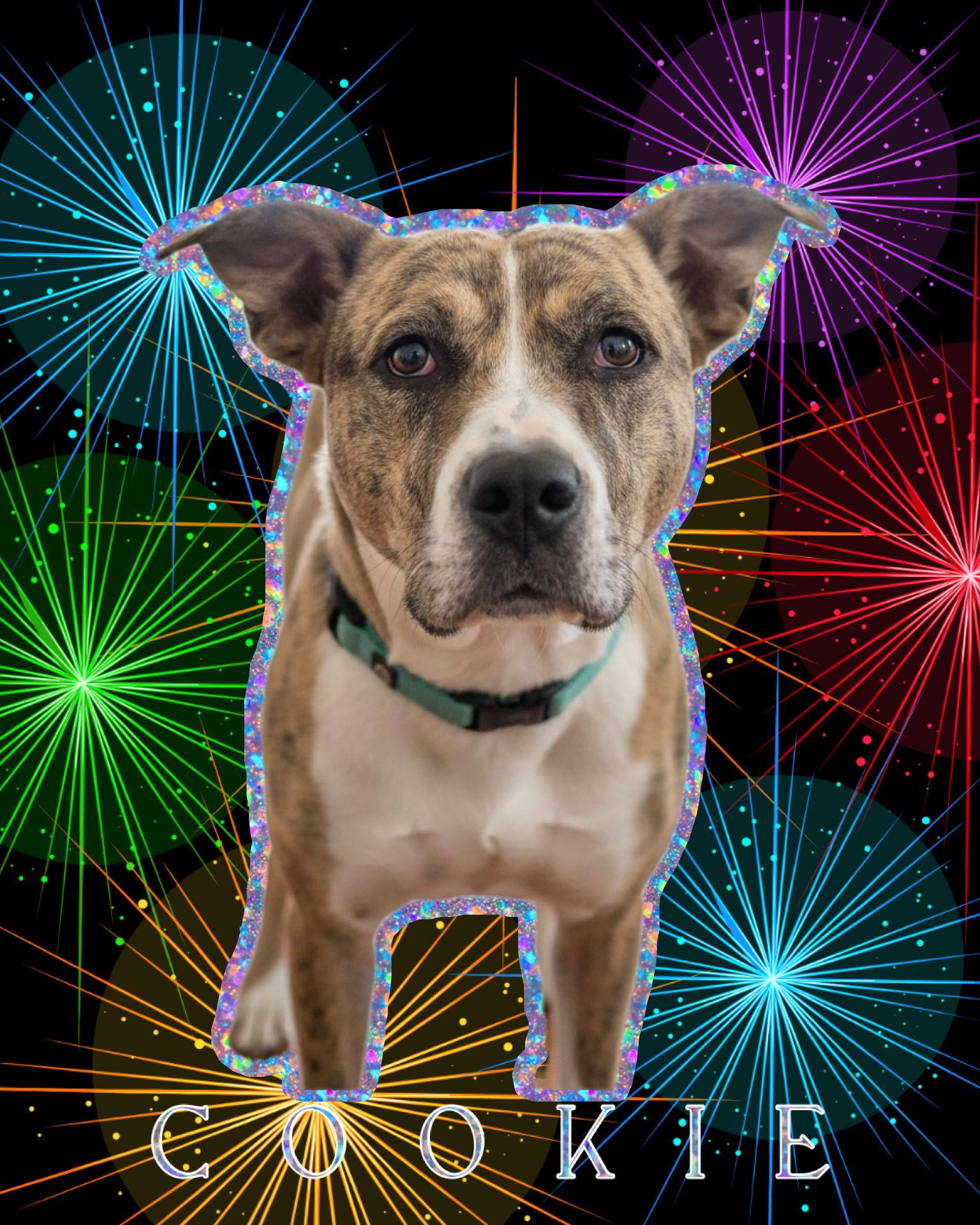 Enlarge Cookie 2, a Adoptable mixed breed in Spotsylvania, VA image 1/3