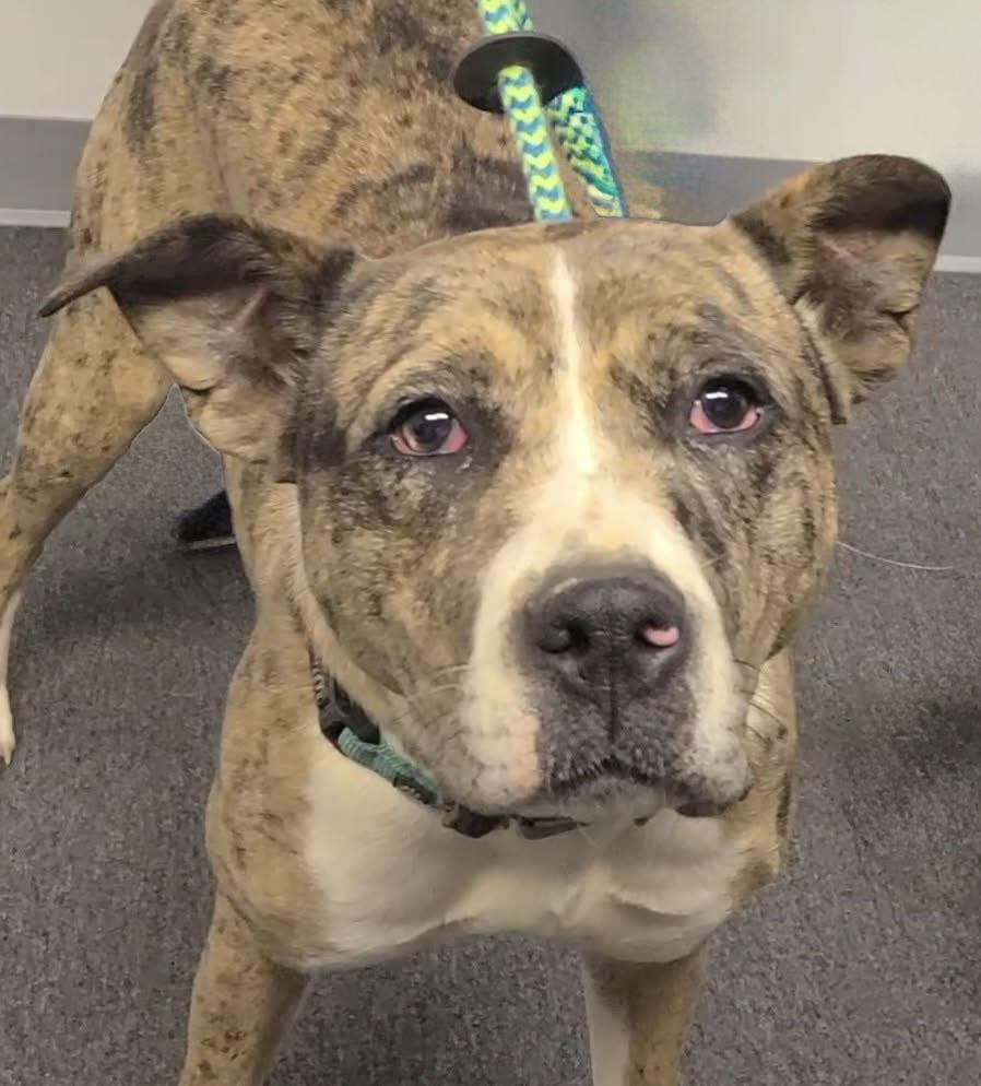 Cookie 2, a Adoptable mixed breed in Spotsylvania, VA image 2/3