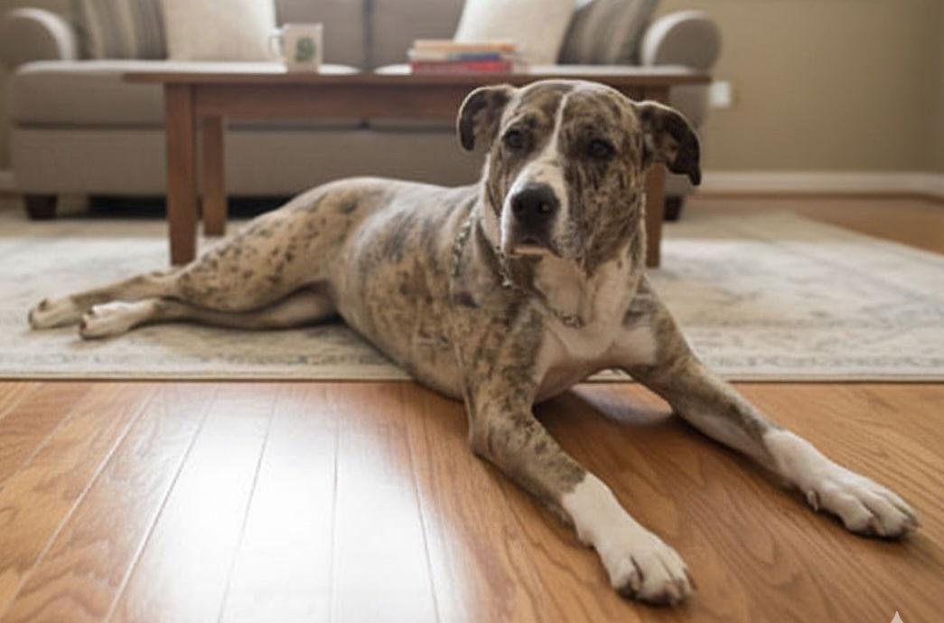 Enlarge Cookie 2, a Adoptable mixed breed in Spotsylvania, VA image 3/3