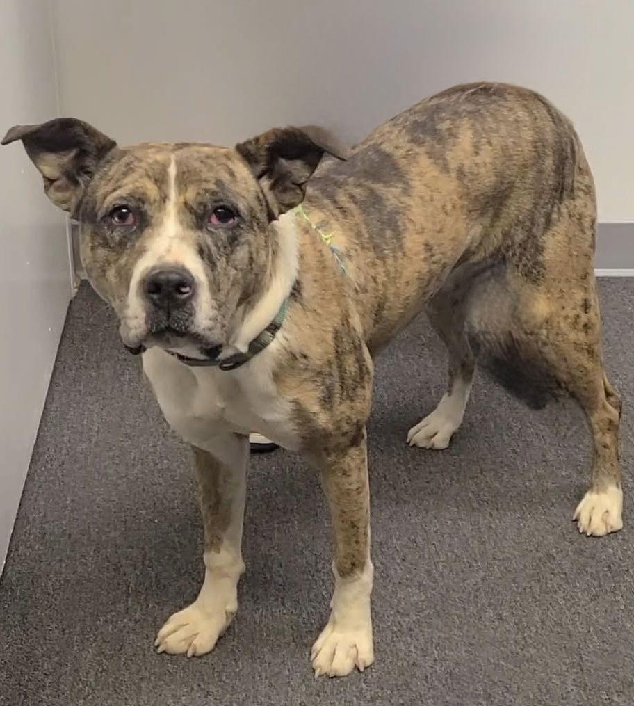 Cookie 2, a Adoptable mixed breed in Spotsylvania, VA image 3/3