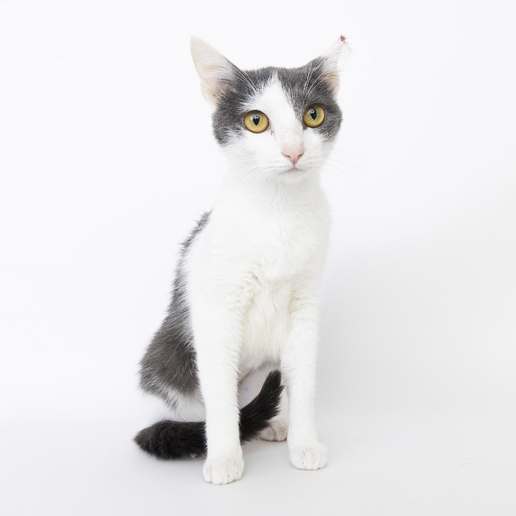 Enlarge Daisy, a Adoptable mixed breed in Franklin, TN image 1/1