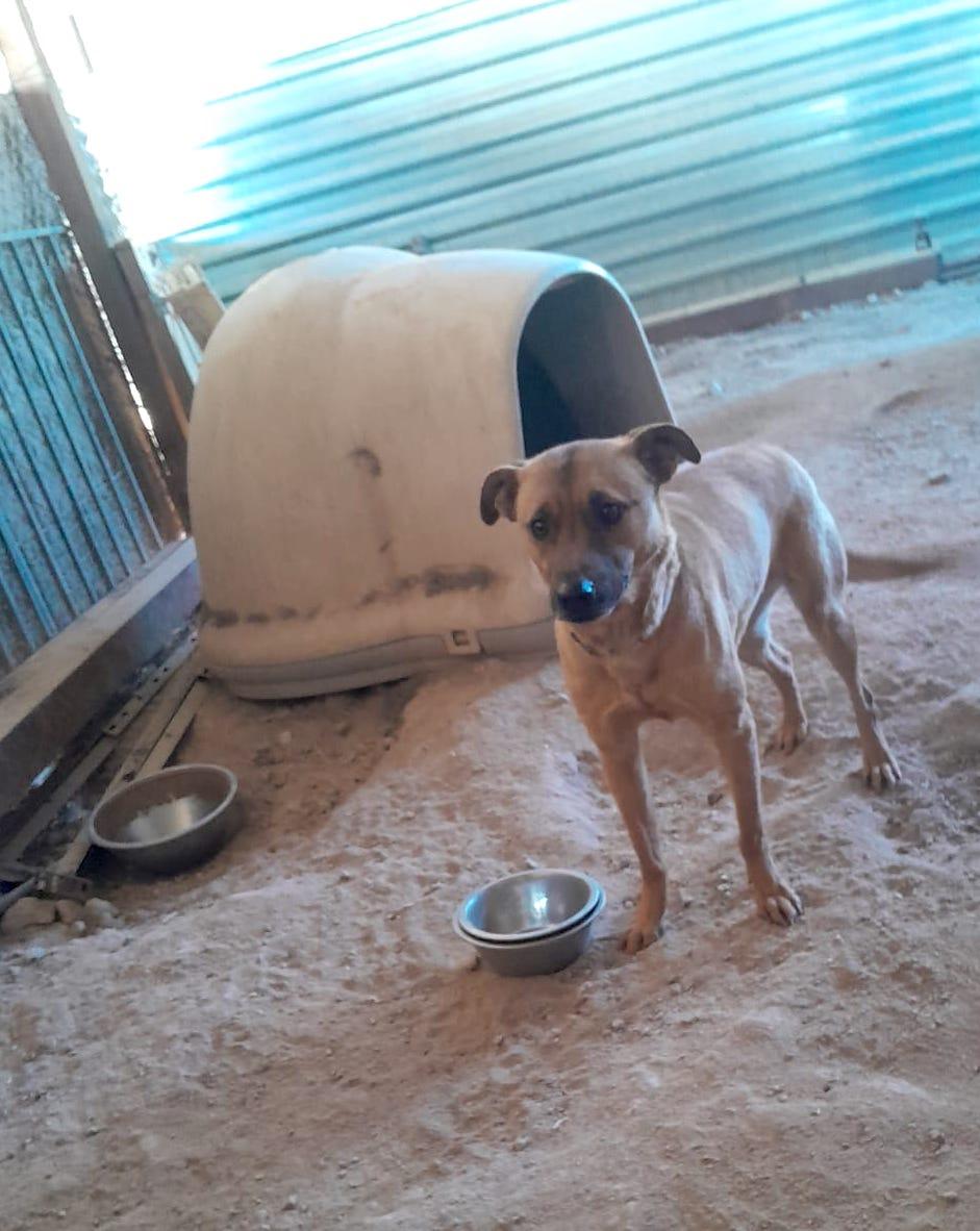 Katie, a Adoptable mixed breed in Mexicali, BCN image 1/6