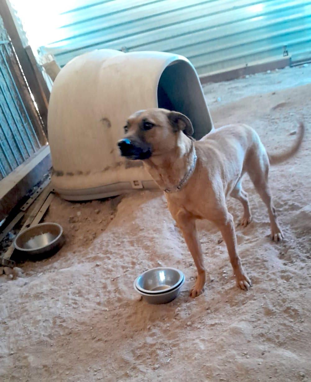 Katie, a Adoptable mixed breed in Mexicali, BCN image 2/6