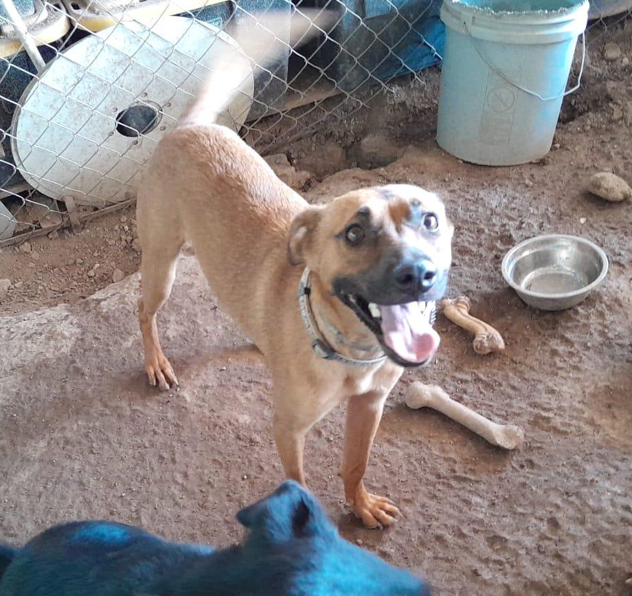 Katie, a Adoptable mixed breed in Mexicali, BCN image 2/6