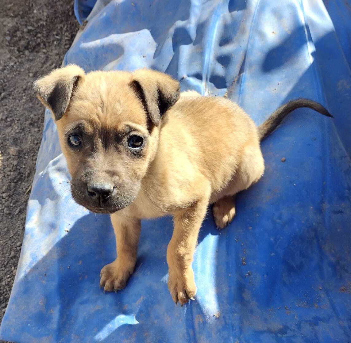 Katie, a Adoptable mixed breed in Mexicali, BCN image 6/6