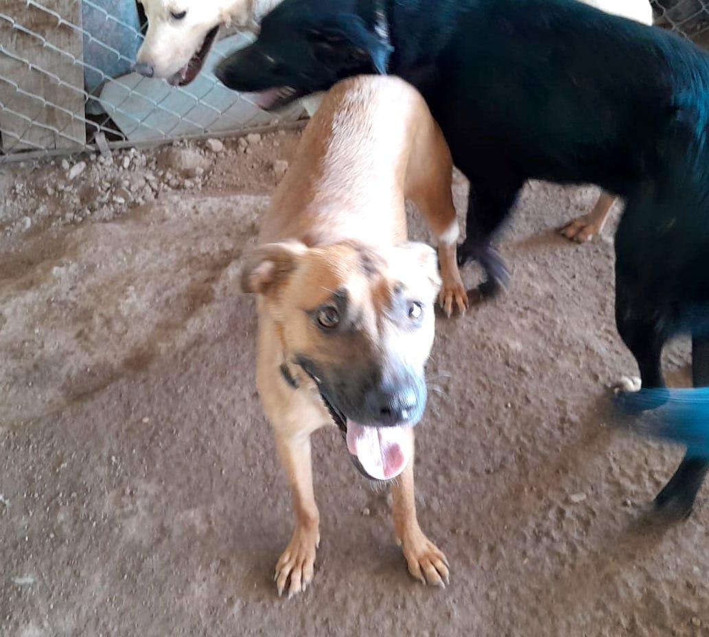 Katie, a Adoptable mixed breed in Mexicali, BCN image 4/6