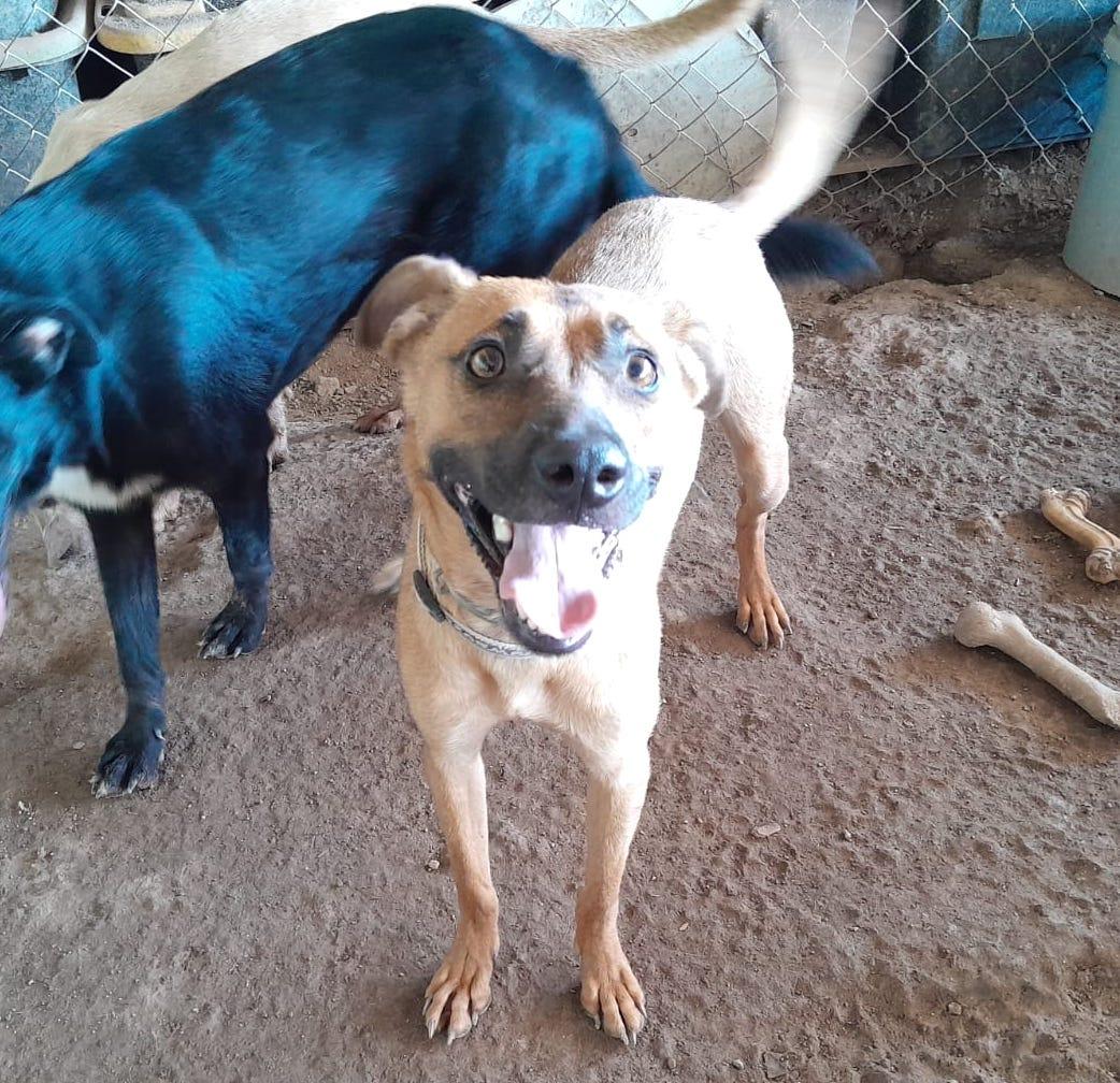 Katie, Adoptable, Young Female Black Mouth Cur & Shepherd.