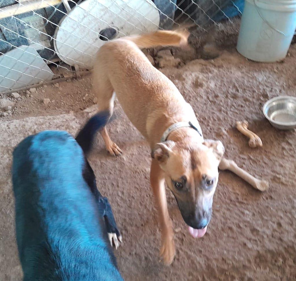 Katie, a Adoptable mixed breed in Mexicali, BCN image 3/6