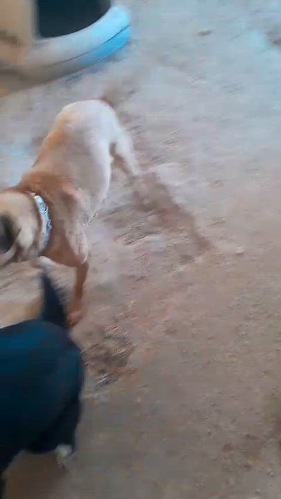 Enlarge Katie, a Adoptable mixed breed in Mexicali, BCN video 3/6