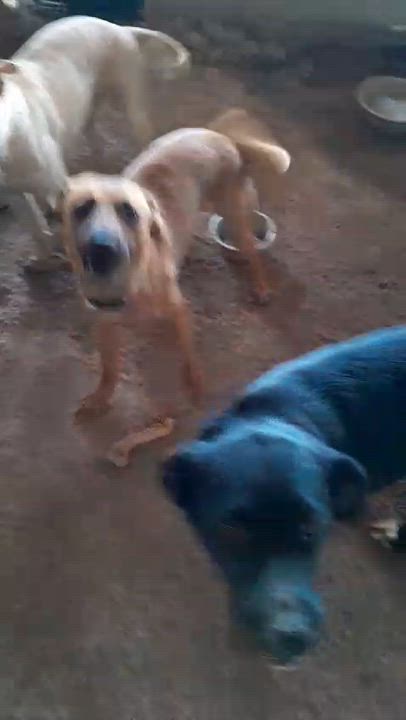 Enlarge Katie, a Adoptable mixed breed in Mexicali, BCN video 5/6