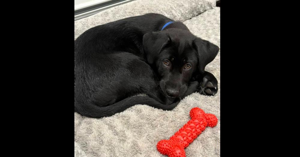 Ben, Adoptable, Puppy Male Hound & Retriever.