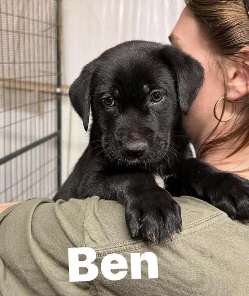 Ben, Adoptable, Puppy Male Hound & Retriever.
