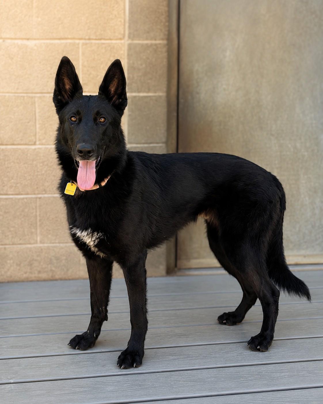 Enlarge Phoenix , a ADOPTABLE German Shepherd Dog in Chesterfield, MO image 1/6