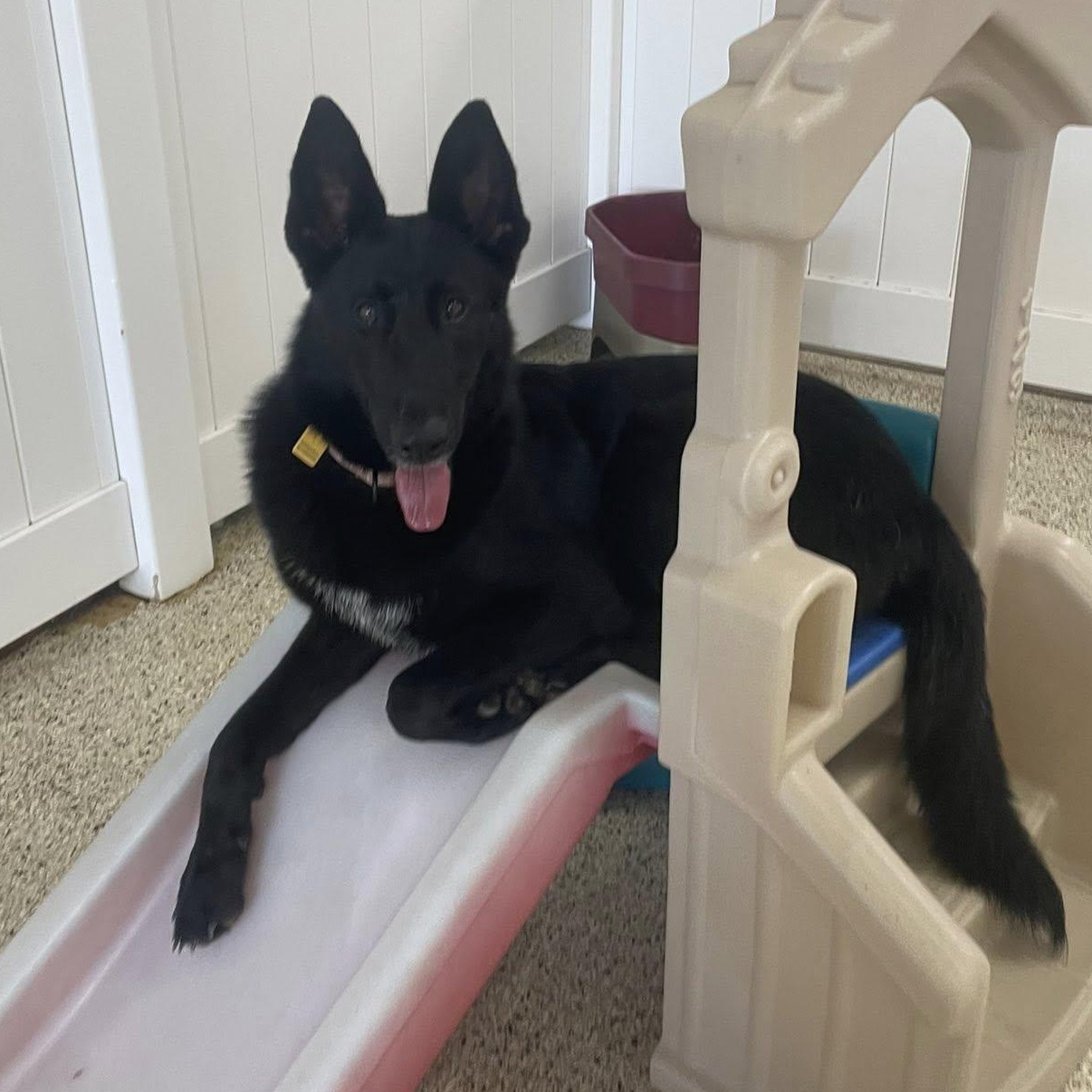 Enlarge Phoenix , a ADOPTABLE German Shepherd Dog in Chesterfield, MO image 3/6