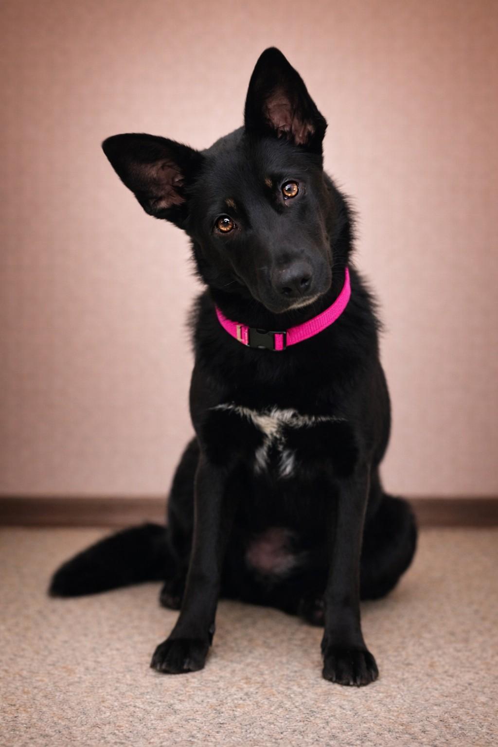 Enlarge Phoenix , a ADOPTABLE German Shepherd Dog in Chesterfield, MO image 1/4