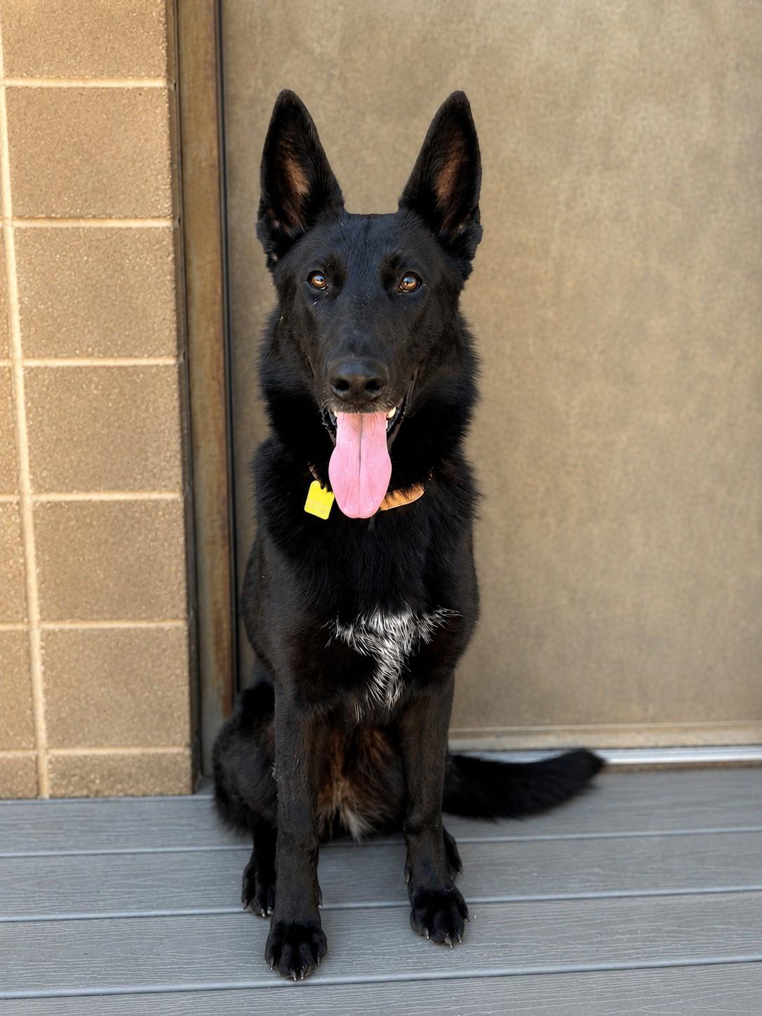 Enlarge Phoenix , a ADOPTABLE German Shepherd Dog in Chesterfield, MO image 6/6