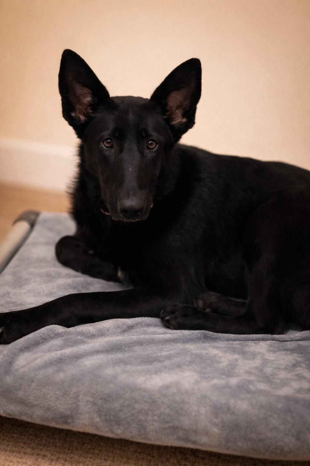 Enlarge Phoenix , a ADOPTABLE German Shepherd Dog in Chesterfield, MO image 2/4