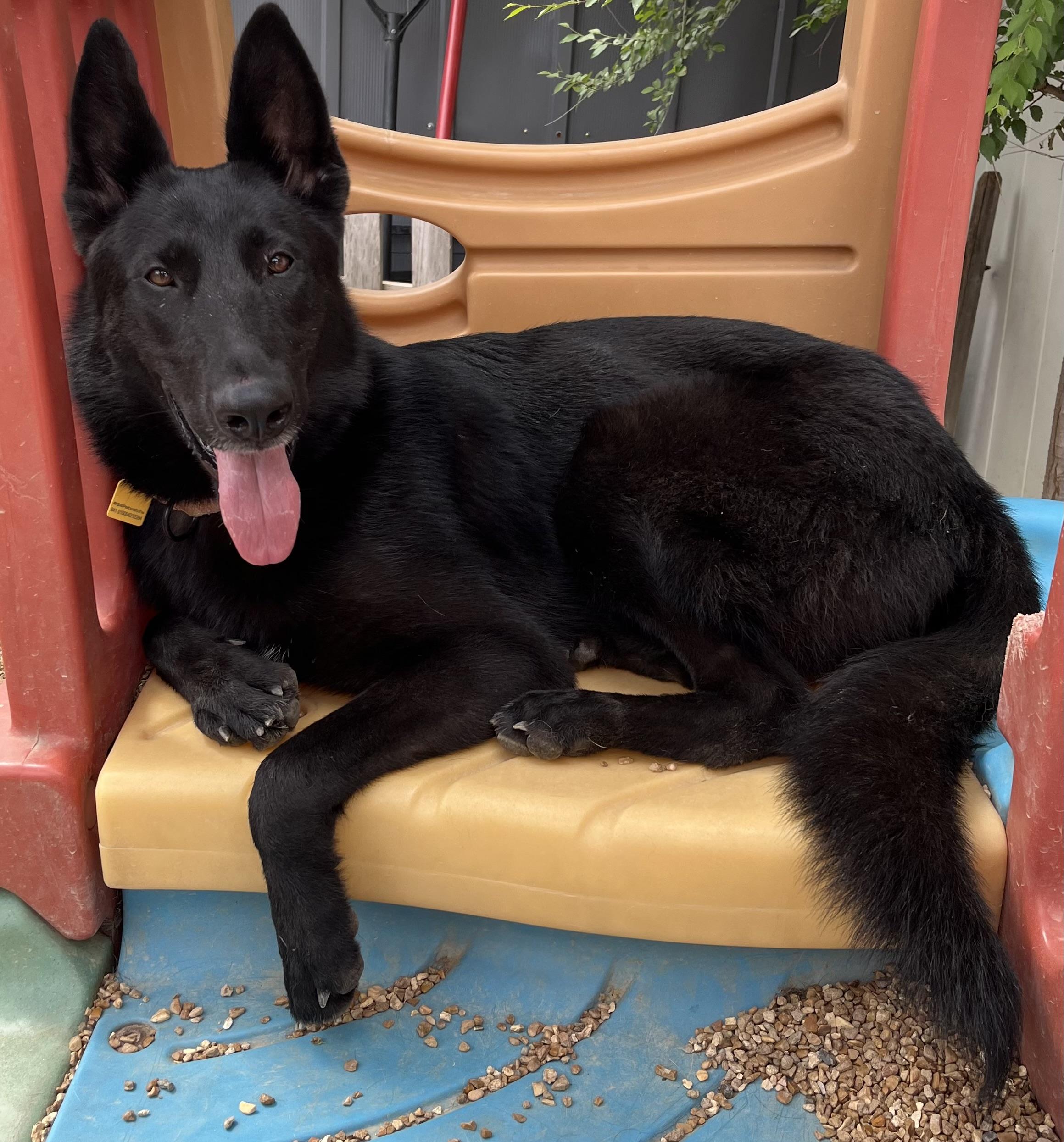 Enlarge Phoenix , a ADOPTABLE German Shepherd Dog in Chesterfield, MO image 3/6