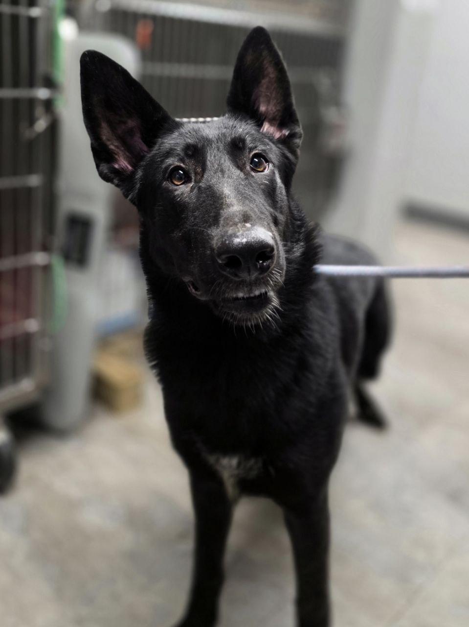 Enlarge Phoenix , a ADOPTABLE German Shepherd Dog in Chesterfield, MO image 4/4