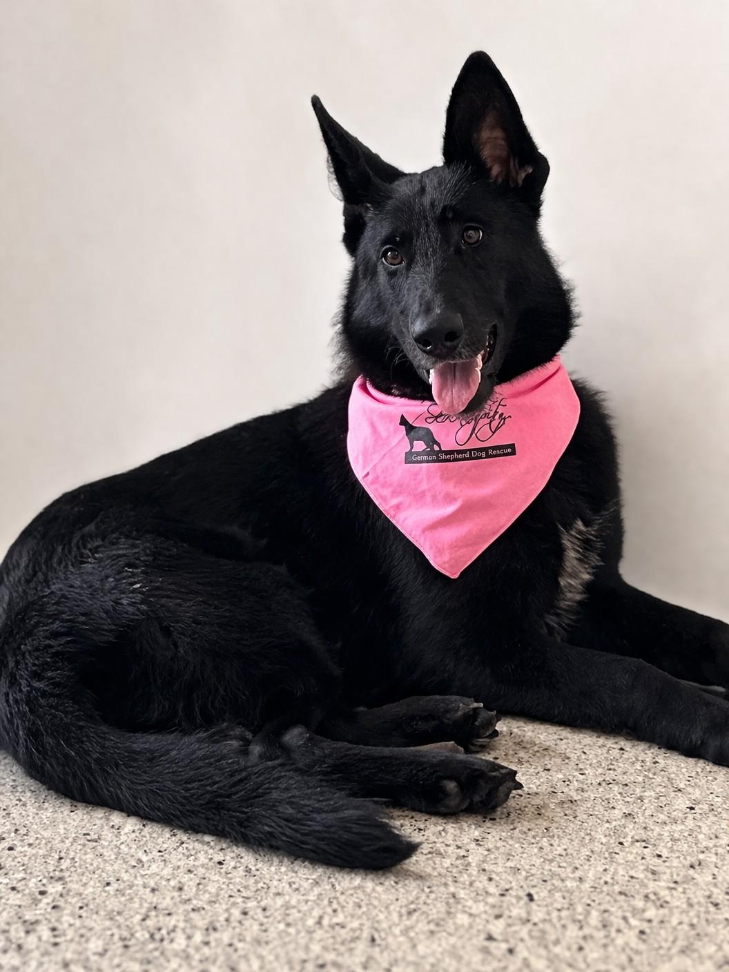 Enlarge Phoenix , a ADOPTABLE German Shepherd Dog in Chesterfield, MO image 3/4