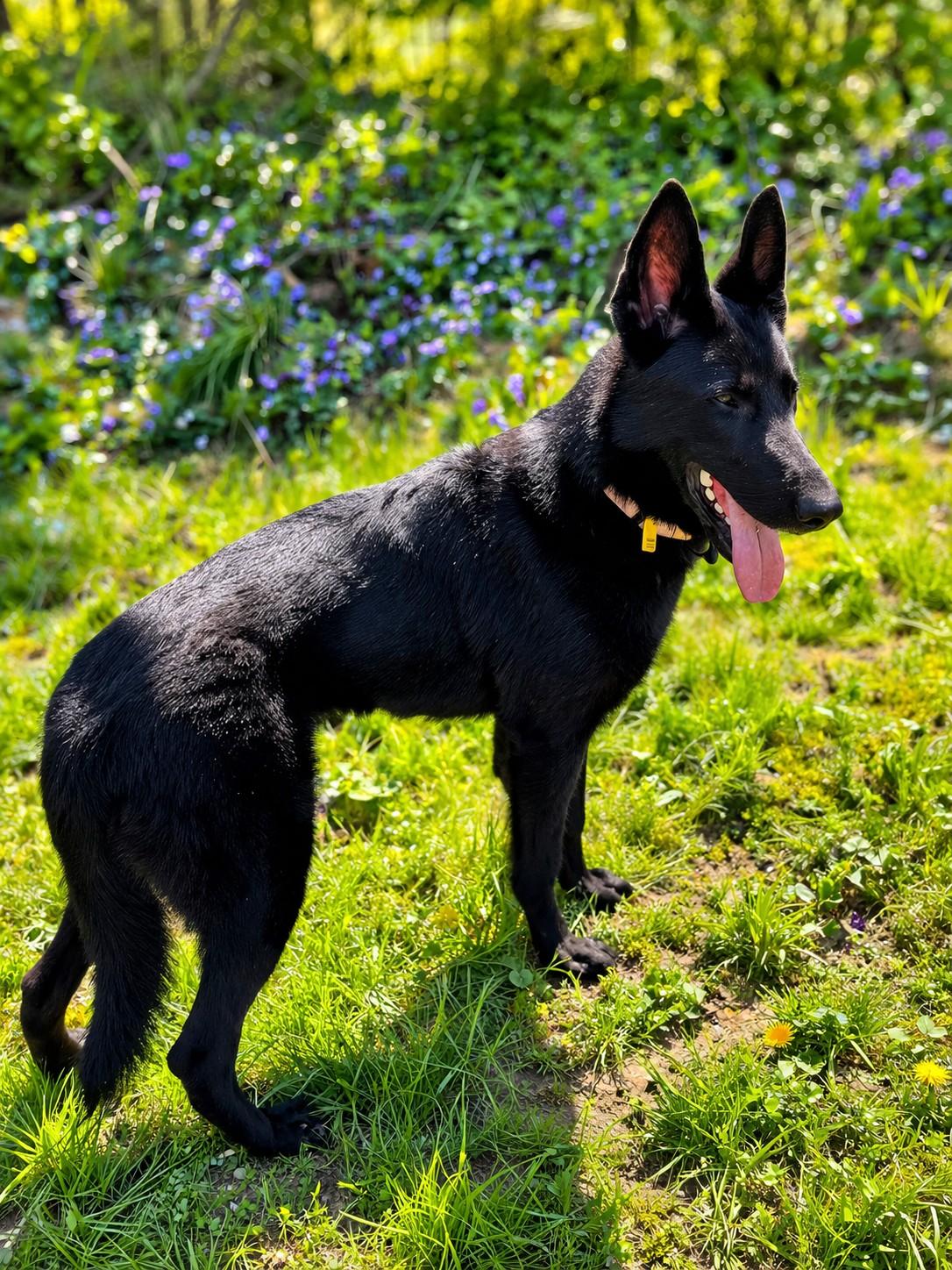 Enlarge Phoenix , a ADOPTABLE German Shepherd Dog in Chesterfield, MO image 1/6