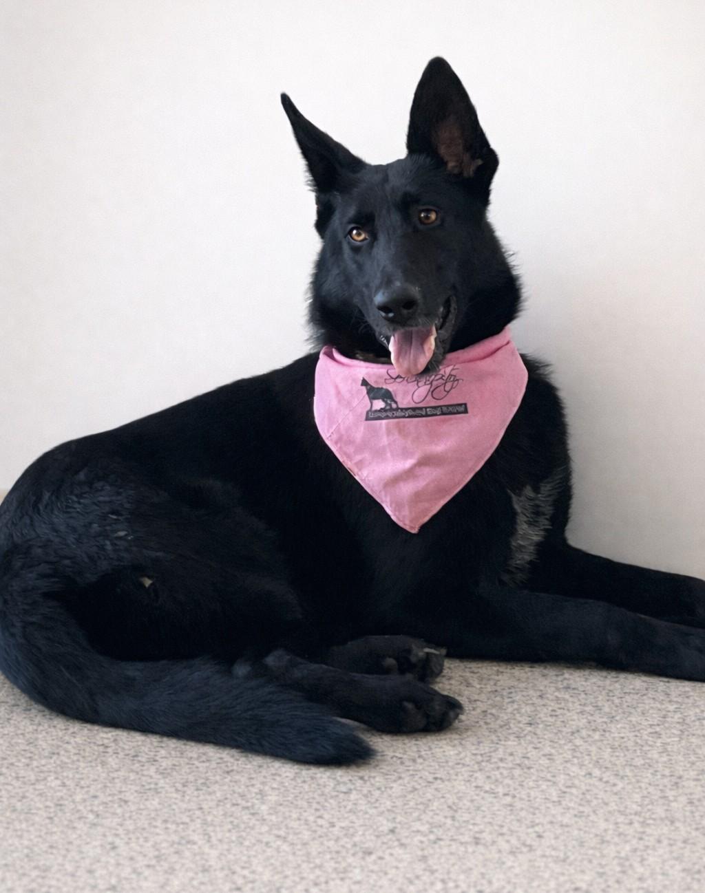 Enlarge Phoenix , a ADOPTABLE German Shepherd Dog in Chesterfield, MO image 3/4