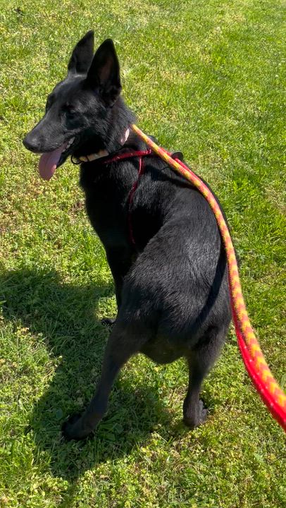 Enlarge Phoenix , a ADOPTABLE German Shepherd Dog in Chesterfield, MO video 2/6