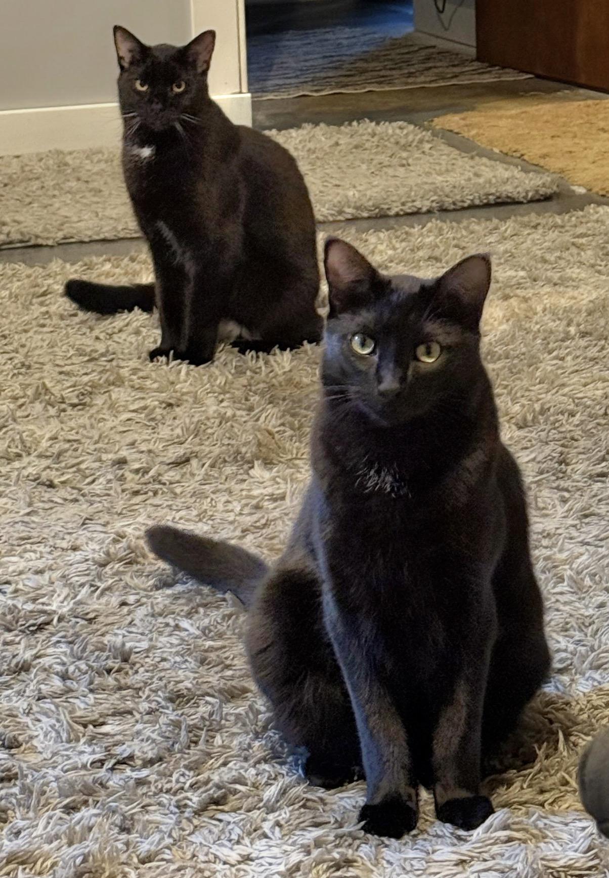 Enlarge Jordan - Bonded w/LeBron, a Adoptable Domestic Short Hair in Rockford, MI image 6/6