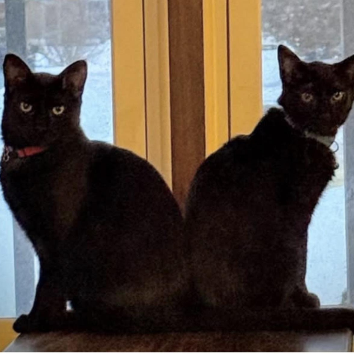 Enlarge Jordan - Bonded w/LeBron, a ADOPTABLE Domestic Short Hair in Rockford, MI image 4/6