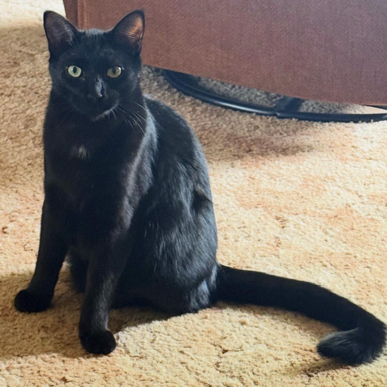 Enlarge Jordan - Bonded w/LeBron, a ADOPTABLE Domestic Short Hair in Rockford, MI image 1/6