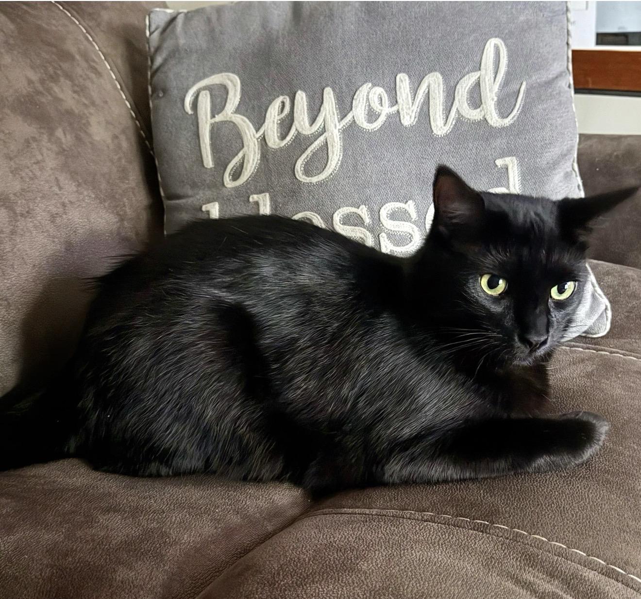 Jordan - Bonded w/LeBron, Adoptable, Young Male Domestic Short Hair.