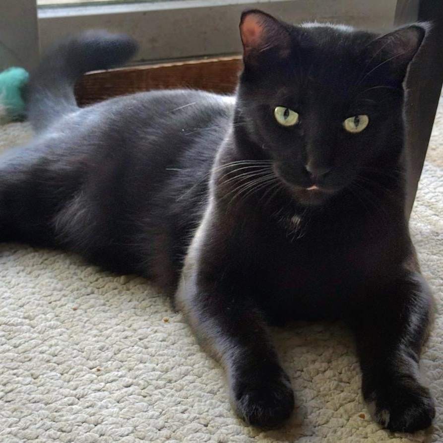 Enlarge Jordan - Bonded w/LeBron, a Adoptable Domestic Short Hair in Rockford, MI image 3/6