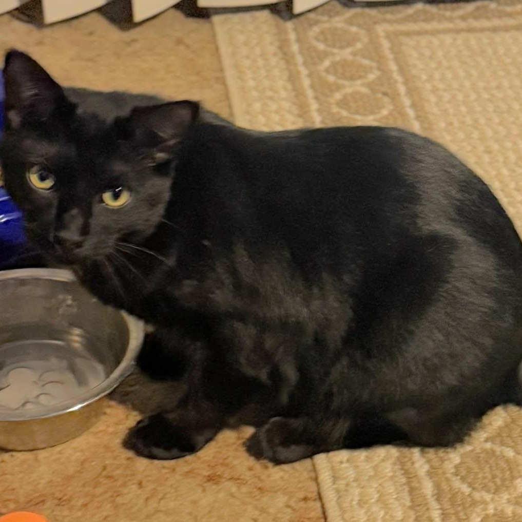 Enlarge Jordan - Bonded w/LeBron, a ADOPTABLE Domestic Short Hair in Rockford, MI image 3/6