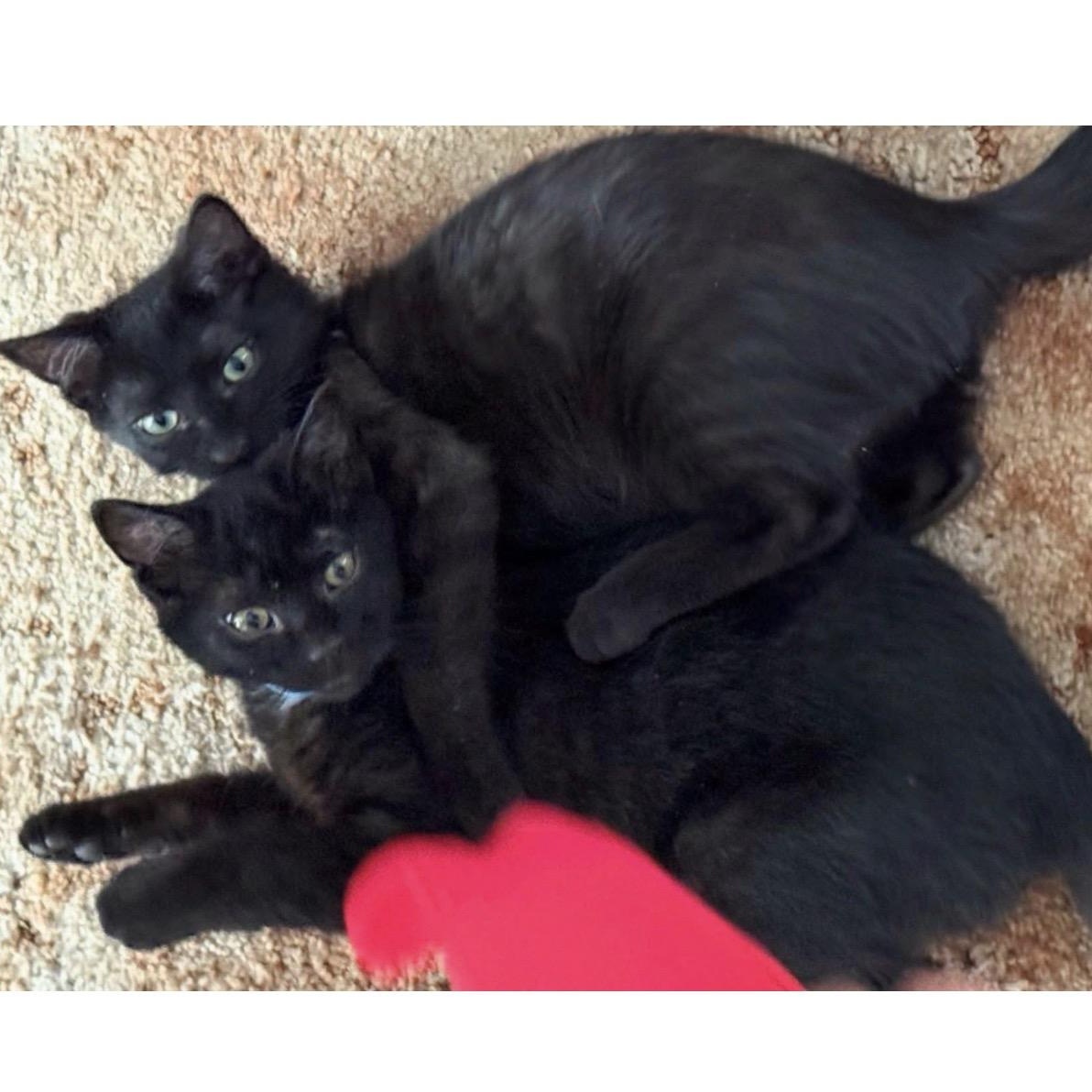 Enlarge Jordan - Bonded w/LeBron, a ADOPTABLE Domestic Short Hair in Rockford, MI image 6/6