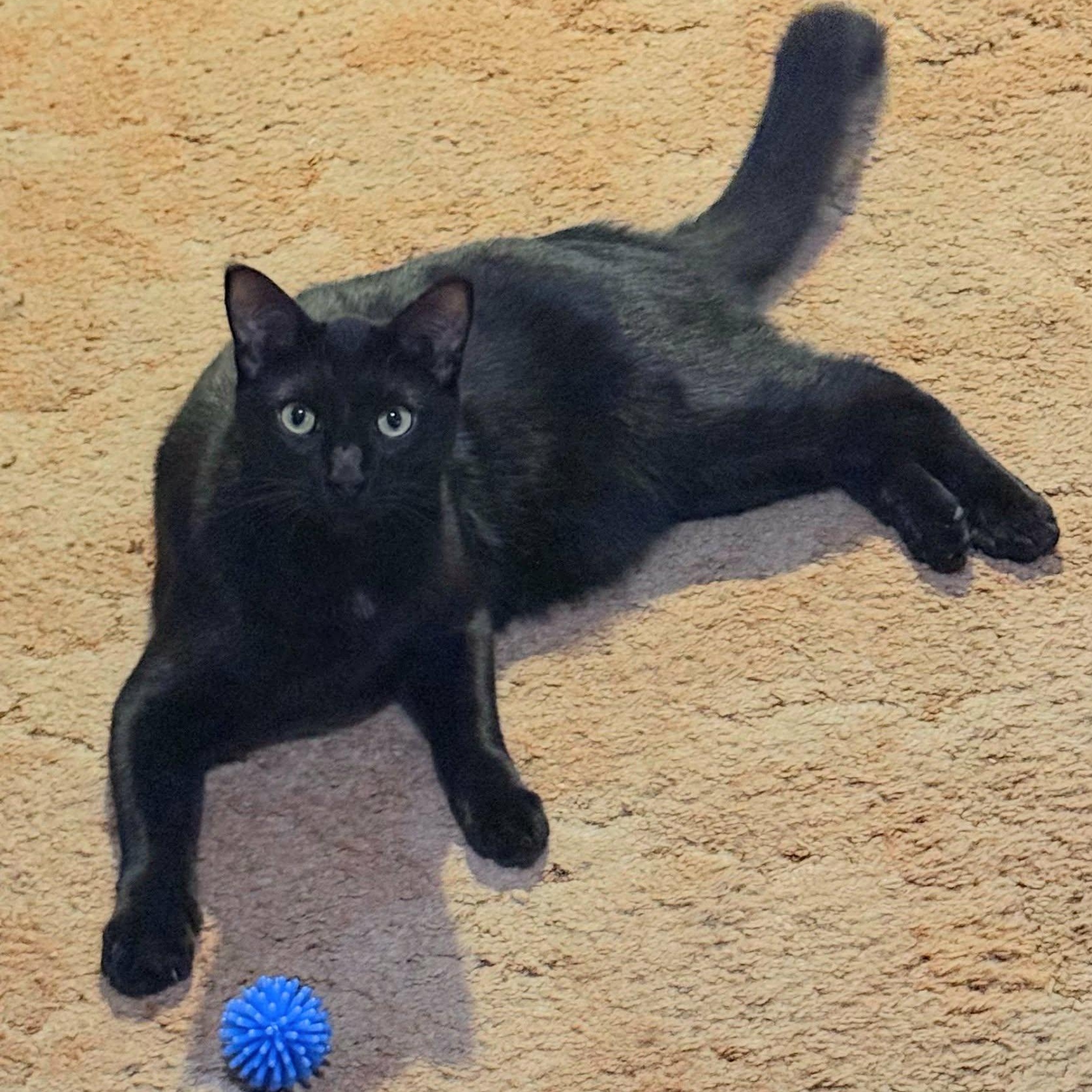 Enlarge Jordan - Bonded w/LeBron, a ADOPTABLE Domestic Short Hair in Rockford, MI image 2/6