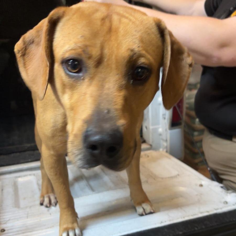 Enlarge Rex, a Adoptable Mixed Breed in Gadsden, AL image 1/1