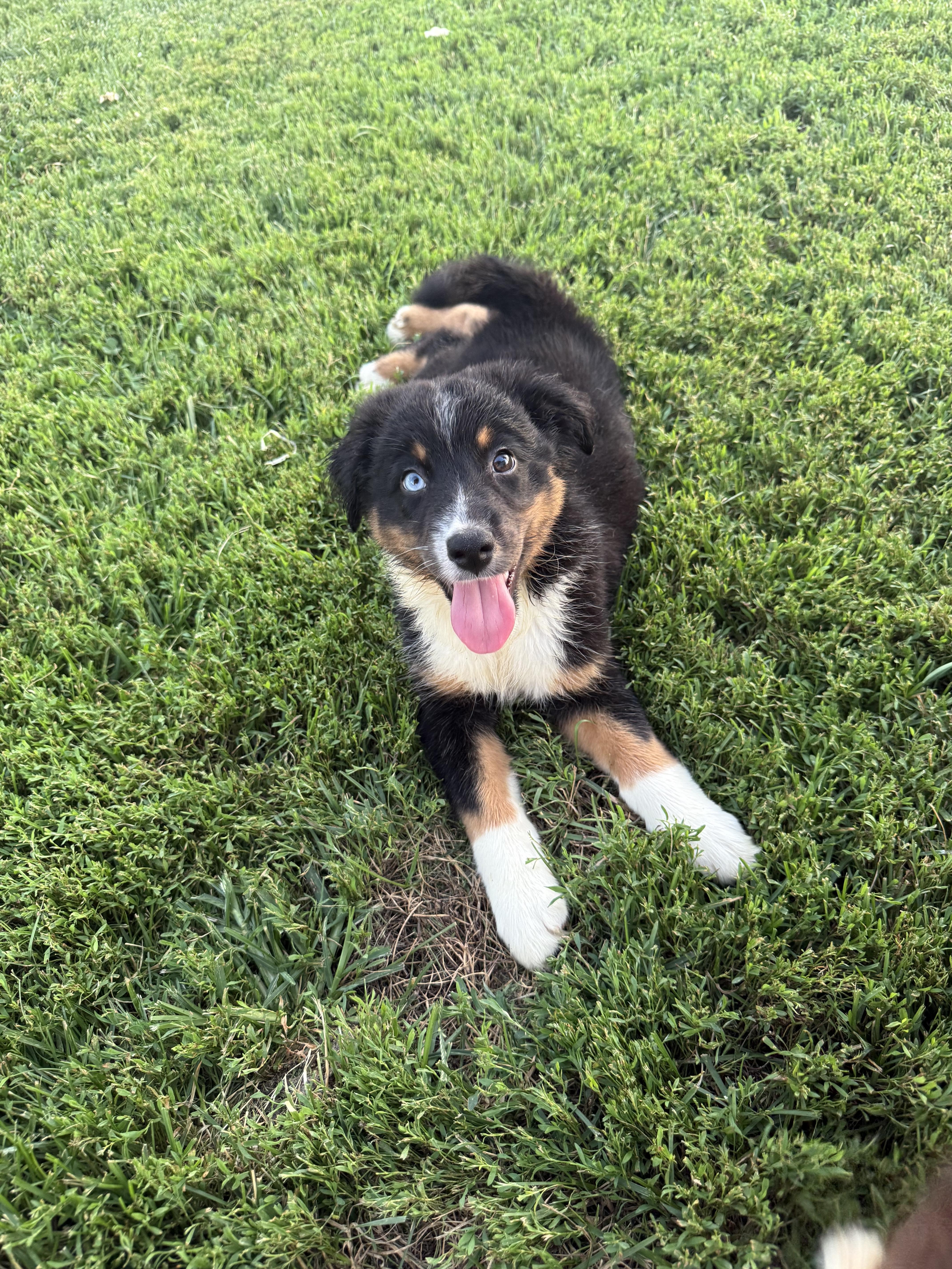 Enlarge Oliver, an adopted Australian Shepherd in Brazil, IN image 1/1