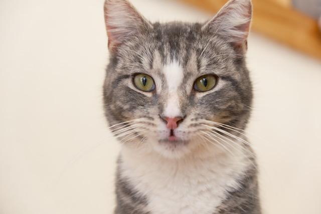 Enlarge Ash, an adopted Domestic Short Hair in South Ozone Park, NY image 5/5